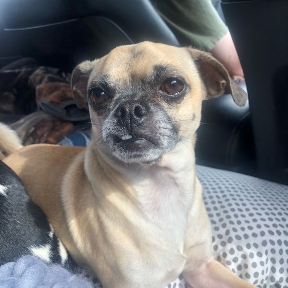 Meet your Posher, Riley - Picture 1 of 1